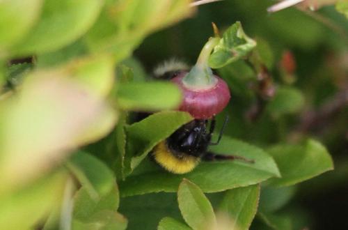 Bombus jonellus